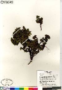 Salix uva-ursi image