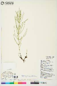 Equisetum arvense subsp. arvense image