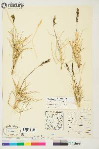 Deschampsia brevifolia image