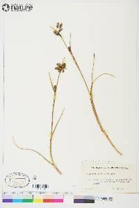 Eriophorum angustifolium image