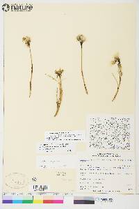 Eriophorum angustifolium image