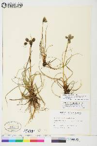 Eriophorum angustifolium image