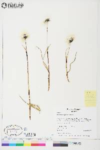 Eriophorum angustifolium image