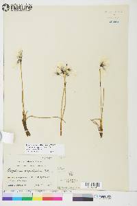 Eriophorum angustifolium image