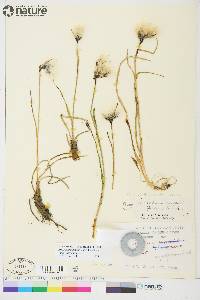 Eriophorum angustifolium image