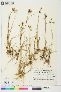 Eriophorum angustifolium image