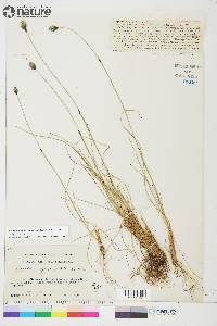 Eriophorum brachyantherum image