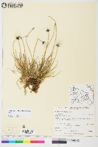 Eriophorum callitrix image