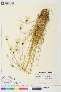 Eriophorum brachyantherum image