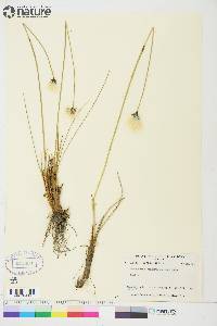 Eriophorum brachyantherum image