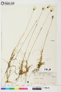 Eriophorum brachyantherum image