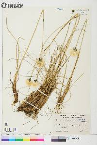 Eriophorum brachyantherum image