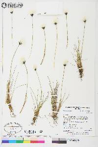 Eriophorum callitrix image