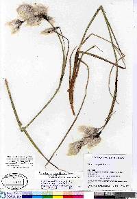 Eriophorum angustifolium image