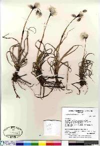 Eriophorum angustifolium image