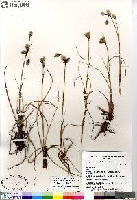 Eriophorum angustifolium image