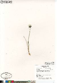 Eriophorum callitrix image