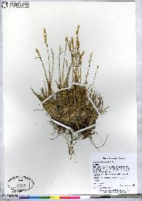 Deschampsia brevifolia image