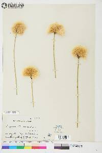 Eriophorum chamissonis image