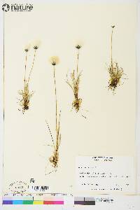 Eriophorum callitrix image