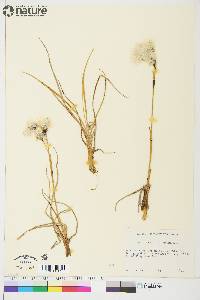 Eriophorum angustifolium image