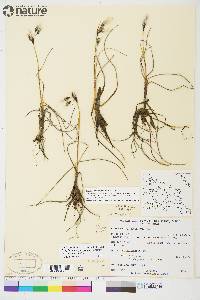 Eriophorum angustifolium image