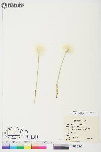 Eriophorum scheuchzeri image