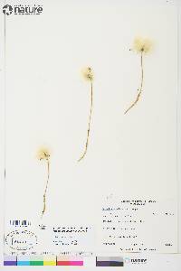 Eriophorum scheuchzeri image