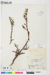 Salix arctica image