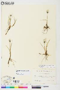 Eriophorum scheuchzeri image