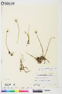Eriophorum scheuchzeri subsp. arcticum image