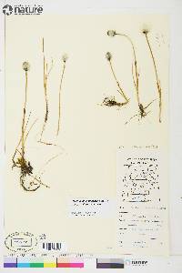 Eriophorum scheuchzeri image