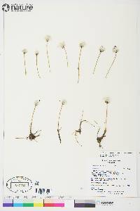 Eriophorum scheuchzeri image