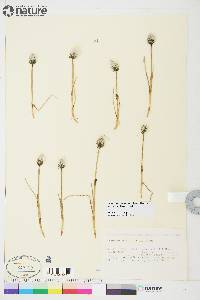 Eriophorum scheuchzeri image