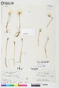 Eriophorum scheuchzeri image