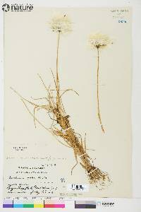 Eriophorum vaginatum subsp. spissum image