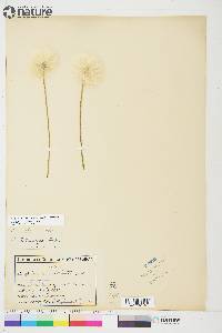 Eriophorum scheuchzeri image