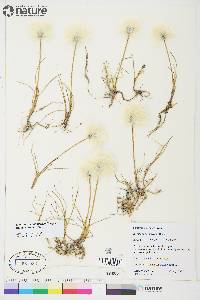 Eriophorum scheuchzeri image