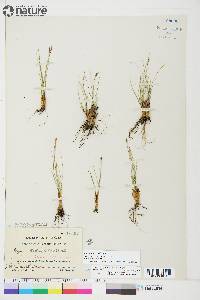 Carex myosuroides image