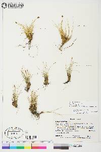 Carex myosuroides image