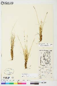 Carex myosuroides image