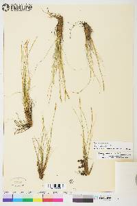 Carex myosuroides image