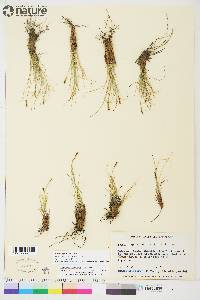 Carex myosuroides image