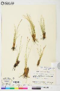 Carex myosuroides image