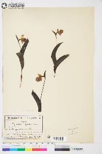 Cypripedium guttatum image