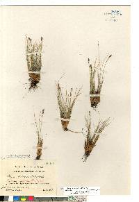 Carex myosuroides image