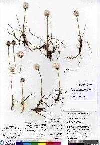 Eriophorum scheuchzeri image