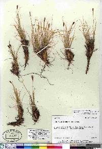 Carex myosuroides image