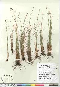 Carex myosuroides image