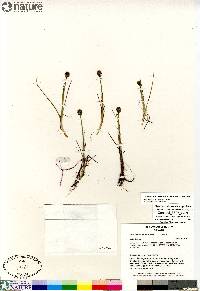 Eriophorum scheuchzeri image